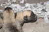 Filename=ca~3.jpg
Filesize=68KiB
Dimensions=778x519
Date added=%262 %19, %2009 ca~3.jpg