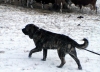 Filename=chebaart-16m,.jpg
Filesize=91KiB
Dimensions=778x567
Date added=%600 %24, %2008 chebaart-16m,.jpg