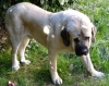 Filename=cooper,_22_meses.jpg
Filesize=598KiB
Dimensions=1597x1262
Date added=%443 %23, %2007 cooper,_22_meses.jpg