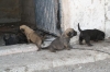 Filename=c~4.jpg
Filesize=85KiB
Dimensions=778x519
Date added=%249 %23, %2009 c~4.jpg