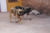 Filename=c~5.jpg
Filesize=63KiB
Dimensions=778x519
Date added=%264 %25, %2009 c~5.jpg