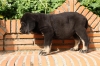 Filename=c~6.jpg
Filesize=153KiB
Dimensions=972x648
Date added=%429 %21, %2009 c~6.jpg