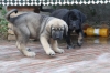 Filename=c~8.jpg
Filesize=107KiB
Dimensions=972x648
Date added=%422 %03, %2009 c~8.jpg