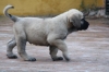 Filename=due.jpg
Filesize=82KiB
Dimensions=972x648
Date added=%420 %03, %2009 due.jpg