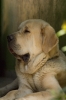 Filename=duke3.jpg
Filesize=371KiB
Dimensions=681x1024
Date added=%971 %27, %2008 duke3.jpg
