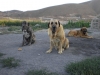 Filename=duke_jara_yuca.JPG
Filesize=116KiB
Dimensions=768x576
Date added=%912 %16, %2008 duke_jara_yuca.JPG