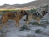 Filename=duke_kandy.JPG
Filesize=126KiB
Dimensions=768x576
Date added=%910 %16, %2008 duke_kandy.JPG