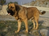 Filename=duque_1.JPG
Filesize=132KiB
Dimensions=768x576
Date added=%881 %09, %2008 duque_1.JPG