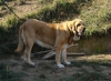 Filename=era1.jpg
Filesize=97KiB
Dimensions=515x377
Date added=%627 %16, %2007 era1.jpg