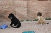 Filename=e~1.jpg
Filesize=127KiB
Dimensions=972x648
Date added=%864 %12, %2009 e~1.jpg