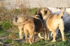 Filename=e~9.jpg
Filesize=107KiB
Dimensions=778x519
Date added=%336 %10, %2010 e~9.jpg