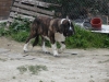 Filename=fruco_walking_to_right.jpg
Filesize=205KiB
Dimensions=800x600
Date added=%146 %20, %2010 fruco_walking_to_right.jpg