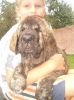 Filename=hessi-8weeks.jpg
Filesize=49KiB
Dimensions=340x454
Date added=%379 %29, %2006 hessi-8weeks.jpg