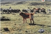 Filename=hetr_(Copiar).jpg
Filesize=260KiB
Dimensions=1024x695
Date added=%487 %06, %2011 hetr_(Copiar).jpg
