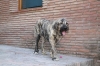 Filename=h~1.jpg
Filesize=90KiB
Dimensions=778x519
Date added=%301 %26, %2009 h~1.jpg