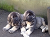 Filename=image~2.jpg
Filesize=984KiB
Dimensions=2048x1536
Date added=%940 %11, %2014 image~2.jpg