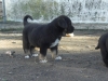Filename=j~2.jpg
Filesize=138KiB
Dimensions=768x576
Date added=%243 %09, %2009 j~2.jpg