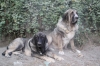 Filename=k~2.jpg
Filesize=117KiB
Dimensions=972x648
Date added=%432 %03, %2009 k~2.jpg