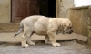 Filename=leon1.jpg
Filesize=178KiB
Dimensions=900x546
Date added=%471 %12, %2008 leon1.jpg