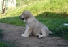 Filename=leon3.jpg
Filesize=314KiB
Dimensions=900x622
Date added=%471 %12, %2008 leon3.jpg