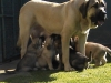 Filename=leonesa_y_sus_cachorros.jpg
Filesize=121KiB
Dimensions=640x480
Date added=%946 %20, %2007 leonesa_y_sus_cachorros.jpg