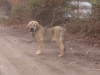 Filename=loba.JPG
Filesize=40KiB
Dimensions=294x221
Date added=%460 %14, %2010 loba.JPG