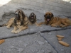 Filename=los_tres.JPG
Filesize=109KiB
Dimensions=768x576
Date added=%880 %09, %2008 los_tres.JPG