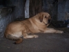 Filename=luna.jpg
Filesize=409KiB
Dimensions=800x600
Date added=%075 %27, %2008 luna.jpg