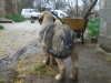 Filename=l~0.jpg
Filesize=142KiB
Dimensions=768x576
Date added=%243 %09, %2009 l~0.jpg