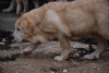Filename=mastin_1.JPG
Filesize=31KiB
Dimensions=600x402
Date added=%016 %09, %2008 mastin_1.JPG