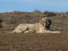 Filename=mastines_008.jpg
Filesize=126KiB
Dimensions=640x480
Date added=%979 %28, %2007 mastines_008.jpg