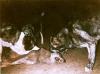 Filename=mastines_españoles_dando_muerte_al_lobo_001.jpg
Filesize=91KiB
Dimensions=800x595
Date added=%789 %28, %2009 mastines_españoles_dando_muerte_al_lobo_001.jpg