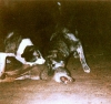 Filename=mastines_españoles_dando_muerte_al_lobo_002.jpg
Filesize=102KiB
Dimensions=800x754
Date added=%788 %28, %2009 mastines_españoles_dando_muerte_al_lobo_002.jpg