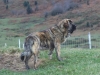 Filename=mastines_y_cabras_010.JPG
Filesize=140KiB
Dimensions=800x600
Date added=%909 %21, %2009 mastines_y_cabras_010.JPG