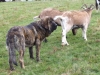 Filename=mastines_y_cabras_020.JPG
Filesize=128KiB
Dimensions=663x502
Date added=%927 %21, %2009 mastines_y_cabras_020.JPG