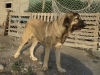 Filename=maya_1.JPG
Filesize=163KiB
Dimensions=768x576
Date added=%878 %09, %2008 maya_1.JPG