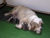 Filename=normal_Ubapups.jpg
Filesize=340KiB
Dimensions=852x650
Date added=%363 %02, %2007 normal_Ubapups.jpg