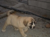 Filename=oso.JPG
Filesize=24KiB
Dimensions=600x450
Date added=%897 %16, %2008 oso.JPG