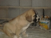 Filename=oso~0.JPG
Filesize=28KiB
Dimensions=600x450
Date added=%919 %16, %2008 oso~0.JPG