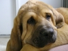 Filename=patron_portrait_2.jpg
Filesize=128KiB
Dimensions=800x600
Date added=%061 %30, %2010 patron_portrait_2.jpg