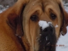 Filename=patron_with_snow_on_nose.jpg
Filesize=123KiB
Dimensions=1024x768
Date added=%155 %12, %2010 patron_with_snow_on_nose.jpg
