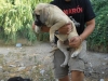 Filename=perros_paco_084.JPG
Filesize=146KiB
Dimensions=768x576
Date added=%875 %22, %2008 perros_paco_084.JPG