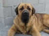 Filename=perros_paco_140.JPG
Filesize=98KiB
Dimensions=768x576
Date added=%881 %22, %2008 perros_paco_140.JPG