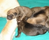 Filename=pups0209091.jpg
Filesize=80KiB
Dimensions=338x280
Date added=%318 %10, %2009 pups0209091.jpg
