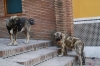 Filename=que.jpg
Filesize=97KiB
Dimensions=778x519
Date added=%299 %26, %2009 que.jpg