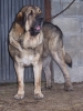 Filename=ringo.jpg
Filesize=326KiB
Dimensions=450x600
Date added=%917 %28, %2008 ringo.jpg