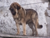 Filename=ringo3.jpg
Filesize=538KiB
Dimensions=800x600
Date added=%038 %26, %2008 ringo3.jpg
