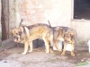Filename=ringo_cubriendo.jpg
Filesize=561KiB
Dimensions=858x644
Date added=%977 %28, %2008 ringo_cubriendo.jpg