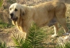 Filename=roca1.jpg
Filesize=81KiB
Dimensions=700x484
Date added=%934 %01, %2008 roca1.jpg