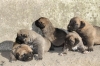 Filename=r~6.jpg
Filesize=115KiB
Dimensions=778x519
Date added=%963 %30, %2010 r~6.jpg